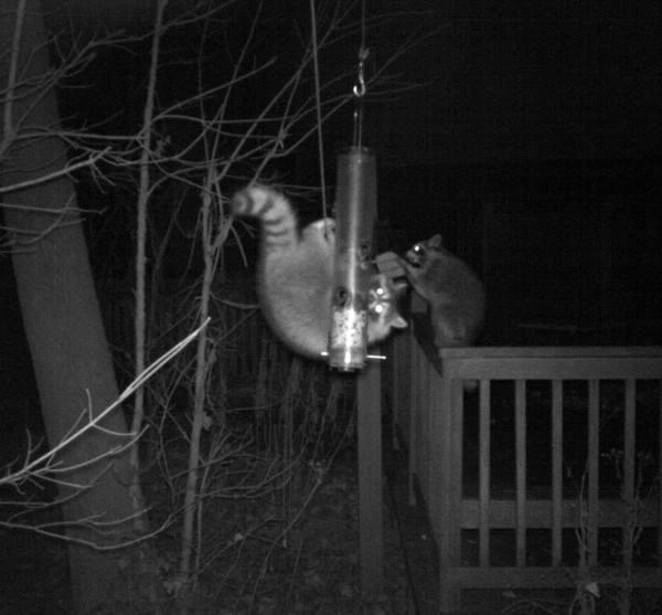 Raccoons at feeder