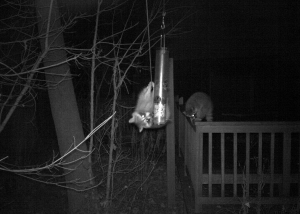 Raccoons at feeder