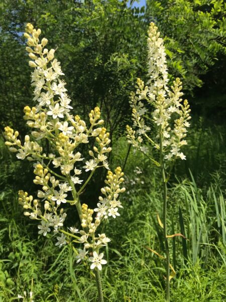 Bunchflower - Melanthium virginicum