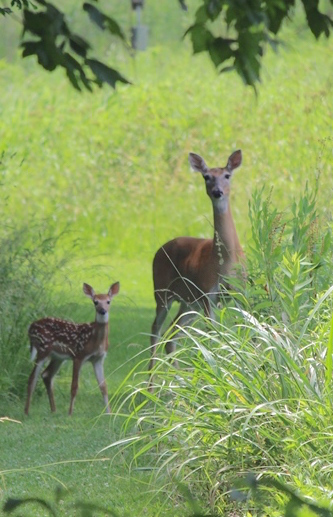Doe and fawn on LREC firebreak