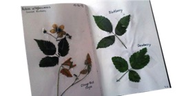 Journal herbarium