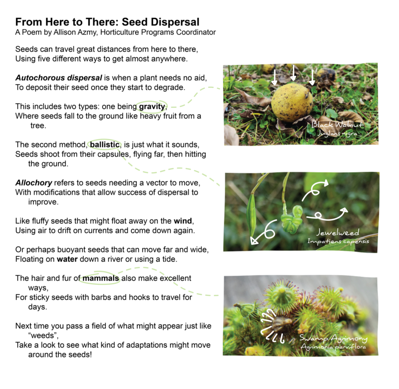 From Here to There: Seed Dispersal