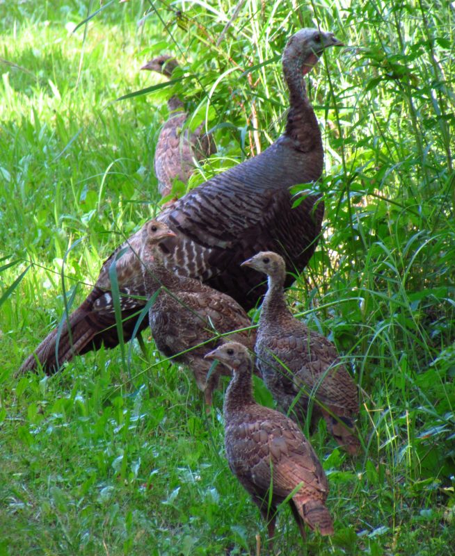 Wild turkey hen and juveniles