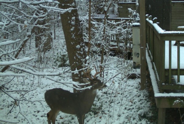 Deer at feeder