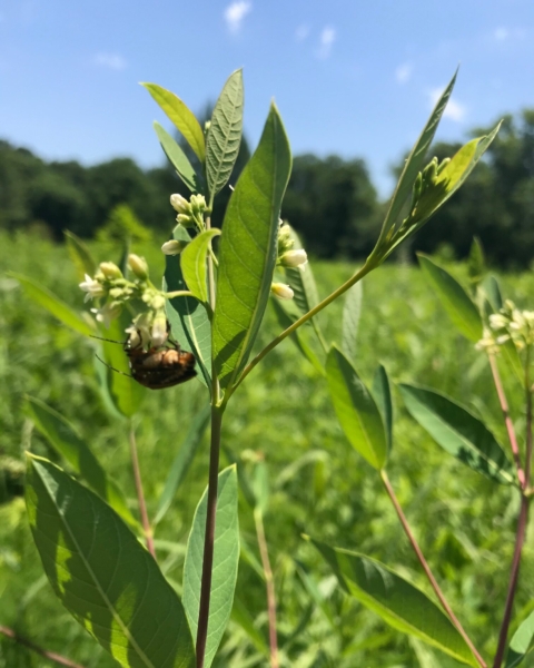 A bee enjoying common dogbane (<em>Apocynum cannabinum</em>). The abundant nectar of this plant attracts many kinds of insects, although mammalian herbivores avoid the milky sap in many parts of the plant. A bee on dogbane - Apocynum cannabinum