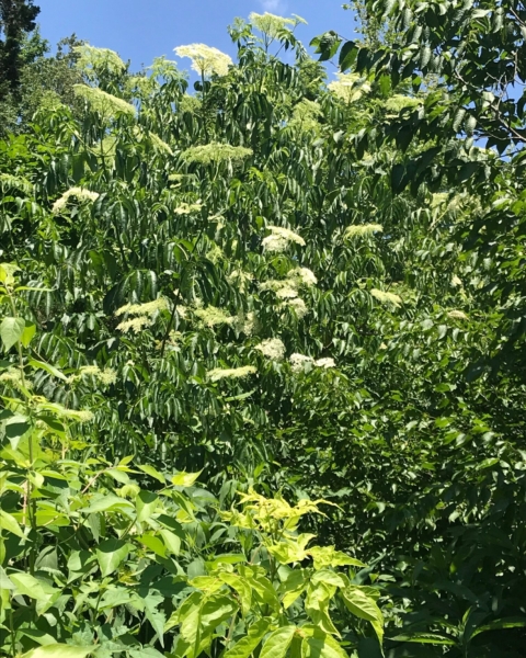 A very tall elderberry (<em>Sambucus canadensis</em>) on the berm near the cabin. I know this year, my elderberry is the best I’ve ever seen! Elderberry - Sambucus canadensis