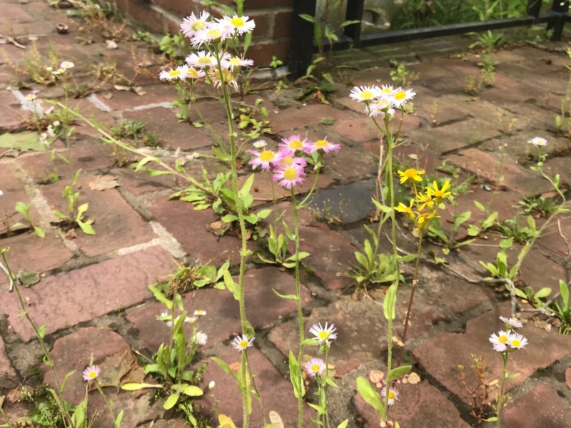 Annual fleabane (<em>Erigeron annuus</em>) and ragwort in brickwork Annual Fleabane & Ragwort in brickwork