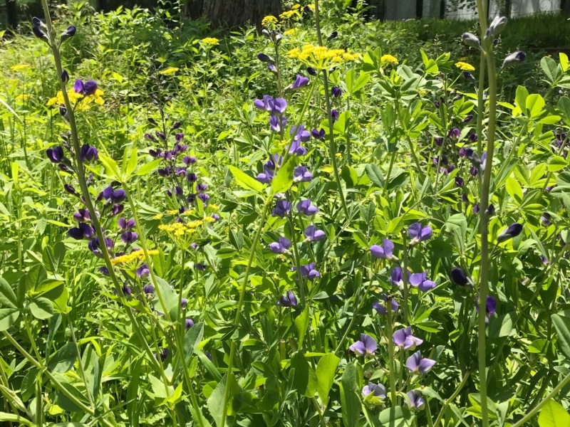 Blue baptisia (<em>Baptisia australis</em>) Blue baptisia
