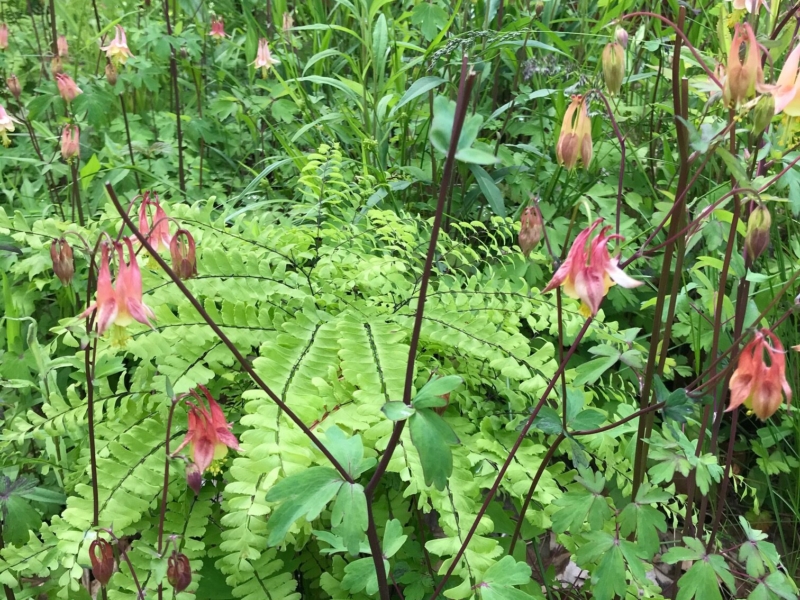 Columbine (<em>Aquilegia canadensis</em>) and maidenhair fern (<em>Adiantum pedatum</em>) Columbine and maidenhair fern