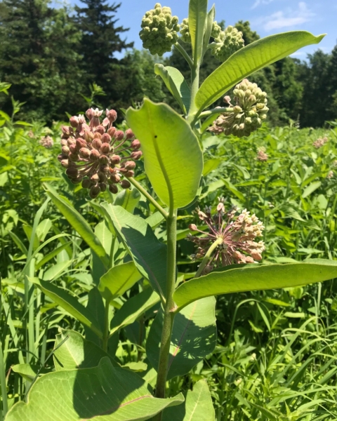 Common milkweed (<em>Asclepias syriaca</em>). There's so much of this fragrant milkweed in the pasture prairie. Common milkweed - Asclepias syriaca