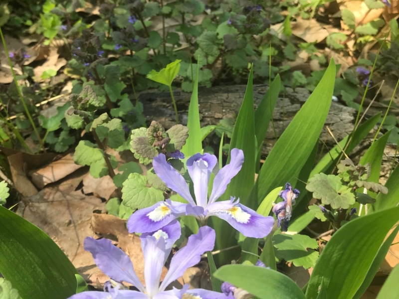 Dwarf crested iris (<em>Aesculus pavia</em>) Dwarf Crested Iris