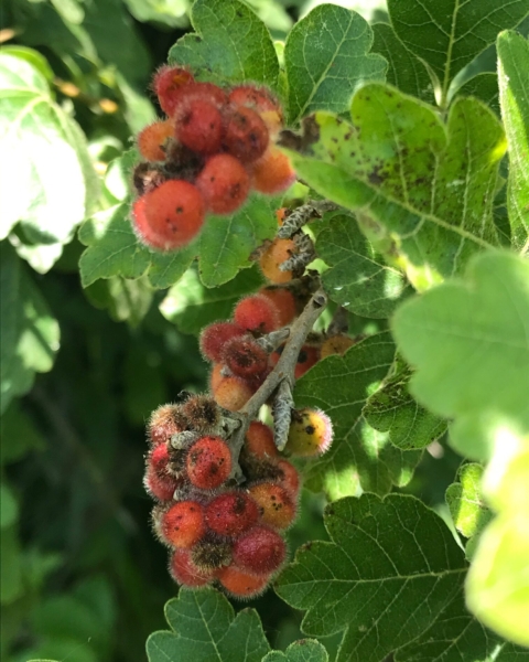 Fragrant sumac fruit (<em>Rhus aromatica</em>). This is certainly one of the best shrubs you can have in your yard. Fragrant sumac - Rhus aromatica
