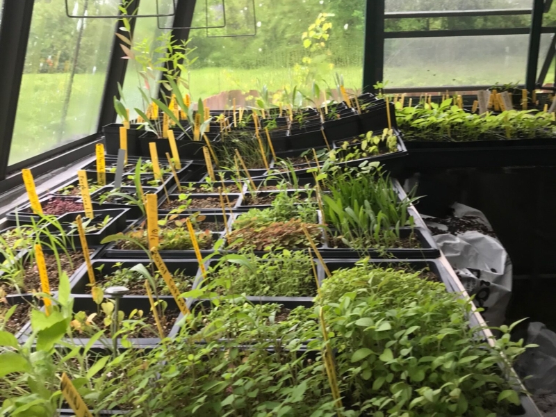 Greenhouse seedlings