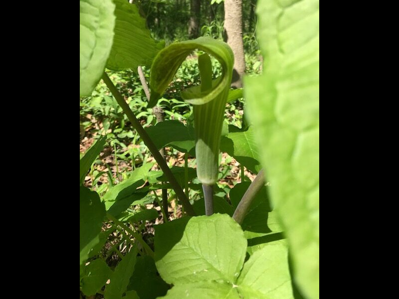 Jack-in-the-pulpit (<em>Arisaema triphyllum</em>) Jack-in-the-Pulpit