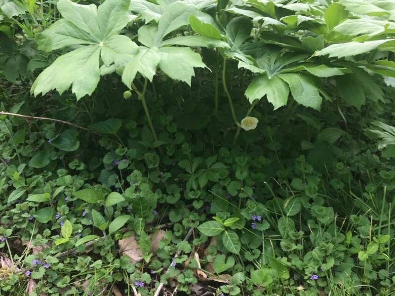 Mayapple (<em>Podophyllum peltatum</em>) Mayapple