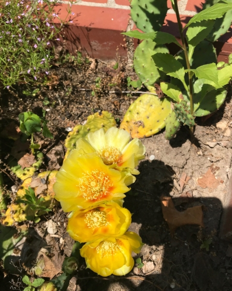 Prickly pear cactus (<em>Opuntia humifusa</em>) Prickly Pear Cactus - Opuntia humifusa