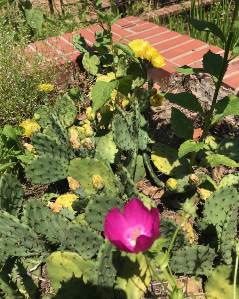 Purple poppy mallow (<em>Callirhoe digitata</em>) with prickly pear cactus (<em>Opuntia humifusa</em>). Both of these are outstanding additions to a rock garden in your yard. Purple poppy mallow and prickly pear cactus