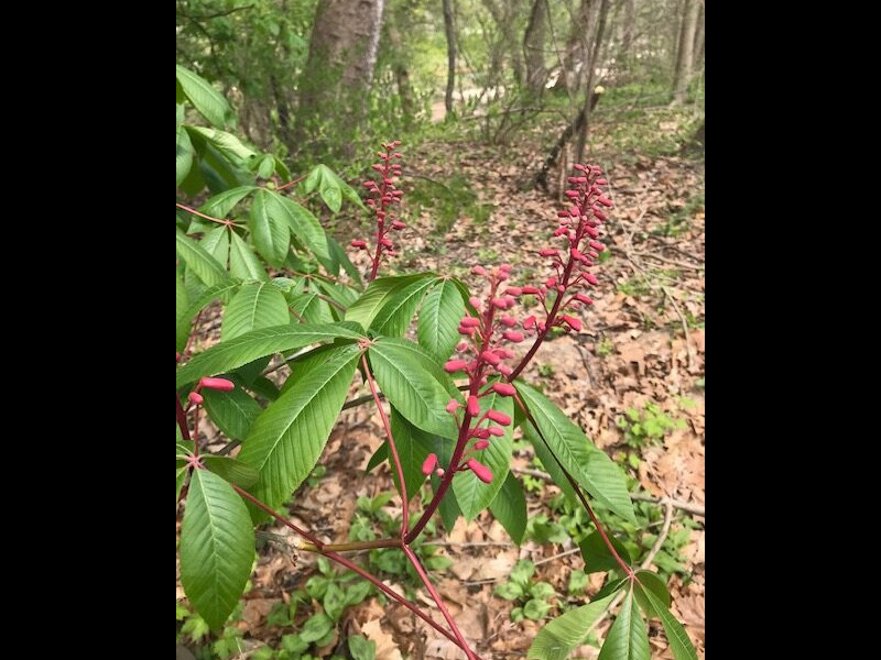Red buckeye (<em>Aesculus pavia</em>) Red Buckeye