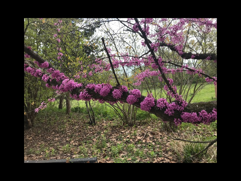 Redbud (<em>Cercis canadensis</em>) Redbud