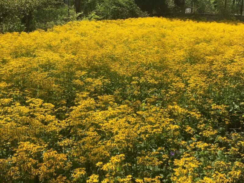 Golden ragwort (<em>Packera obovatus</em>) at glass house Golden ragwort at glass house