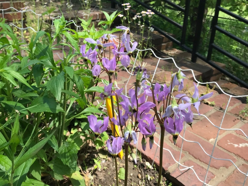 Shooting stars (<em>Dodeatheon meadia</em>) Shooting stars
