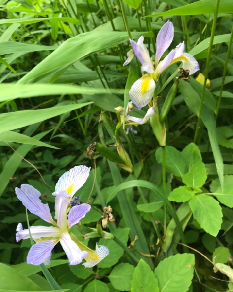 Southern blue flag iris (<em>Iris virginica</em>) Southern blue flag iris - Iris virginica