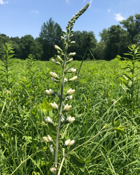 Wild white indigo (<em>Baptisia alba</em>). The name “Baptisia” means “to dye”, referring to some species with indigo flowers
(<em>Baptisia australis</em>) being used as a dye. Wild white indigo - Baptisia alba