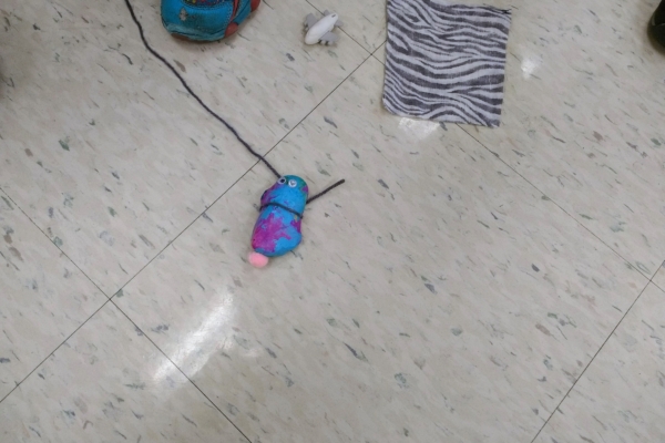 It's a...it's a...pet rock!