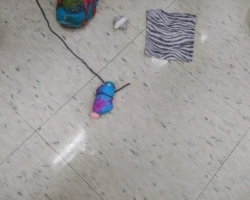 It's a...it's a...pet rock!