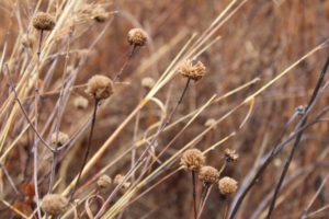 Beebalm (<em>Monarda fistulosa</em>). Photo credit: Bill Zeh