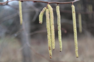 Catkins on hazelnut. Photo credit: Bill Zeh