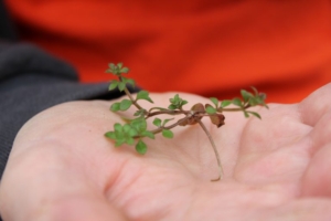 Common chickweed (<em>Stellaria media</em>) behind the barn. Photo credit: Bill Zeh