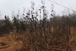 A ghostly looking stand of cup plant (<em>Silphium perfoliatum</em>). Photo credit: Bill Zeh