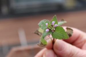 Dead nettle (<em>Lamium purpurerum</em>). Photo credit: Bill Zeh