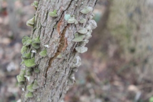 Fungi on a tree. Photo credit: Bill Zeh
