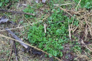 Hairy bitter cress (<em>Cardamine hirsuta</em>). Photo credit: Bill Zeh