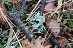 Lichen. Photo credit: Bill Zeh