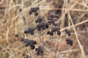 Mountain mint (<em>Pycnanthemum</em> spp.) Photo credit: Bill Zeh
