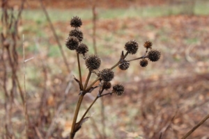 Rattlesnake master (<em>Eryngium yuccifolium</em>) in North Prairie. Photo credit: Bill Zeh