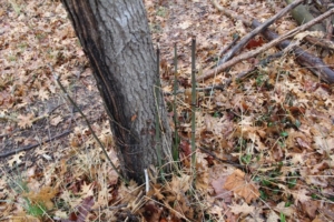 Scouring rush (<em>Equisetum hyemale</em>) in the North Woods. Photo credit: Bill Zeh
