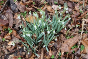 Snowdrops (<em>Galanthus novalis</em>) non-native, first to bloom in our woodland. Photo credit: Bill Zeh