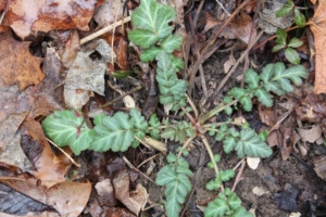 White avens (<em>Geum canadense</em>). Photo credit: Bill Zeh