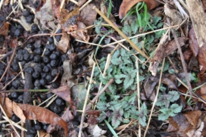 Woodmint (<em>Blephilia hirsuta</em>) emerging. Photo credit: Bill Zeh