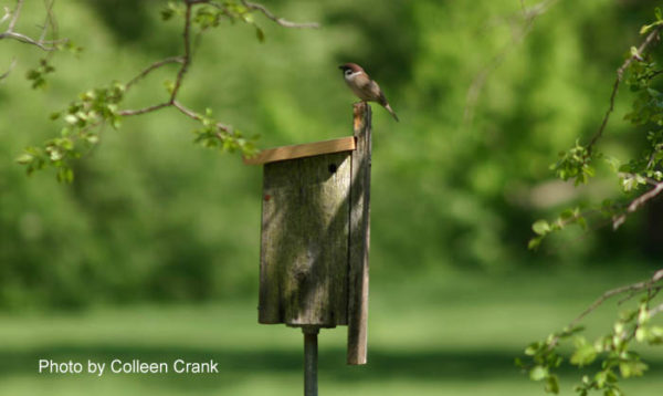 Eurasion Tree Swallow on nestbox