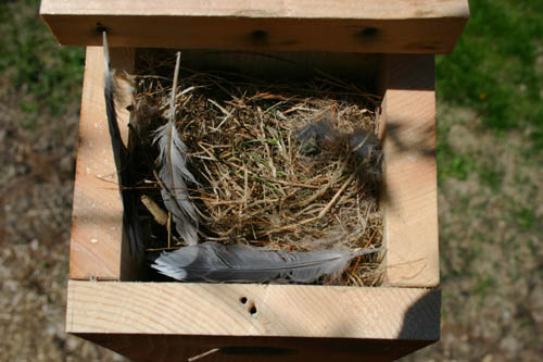 Nest in nestbox
