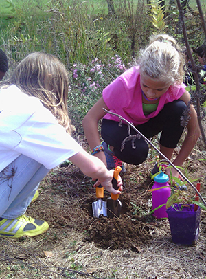 Students transplanting from pots to site