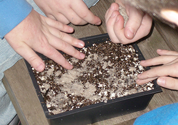 Students planting seeds in a flat