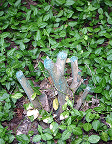 Stumps painted with herbicide