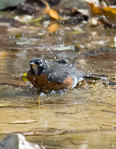 Robin bathing in creek