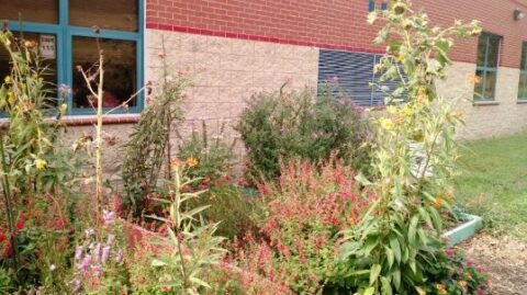 Sustainable Schoolyard plantings